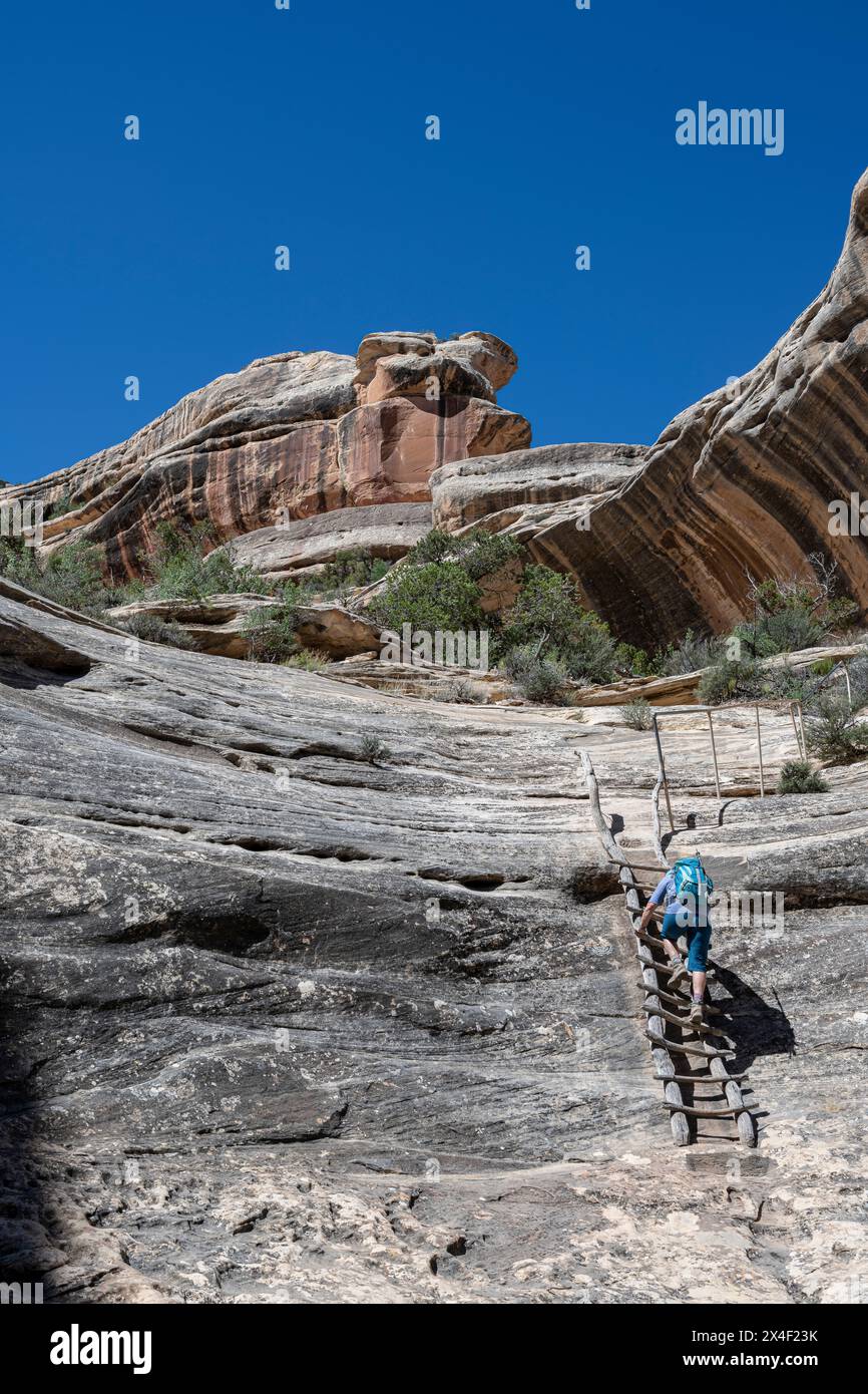 USA, Utah. Woman hiking climbs ladder on trail from Sipapu Bridge, Natural Bridges National Monument Stock Photo