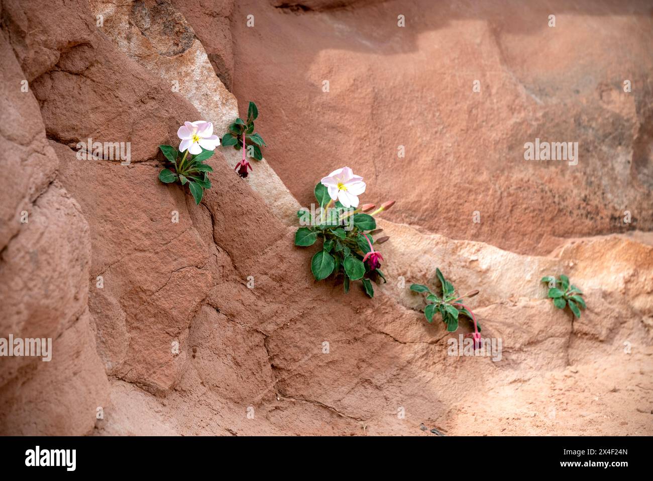 USA, Moab, Utah. Flowers growing through cracks in rock. Stock Photo