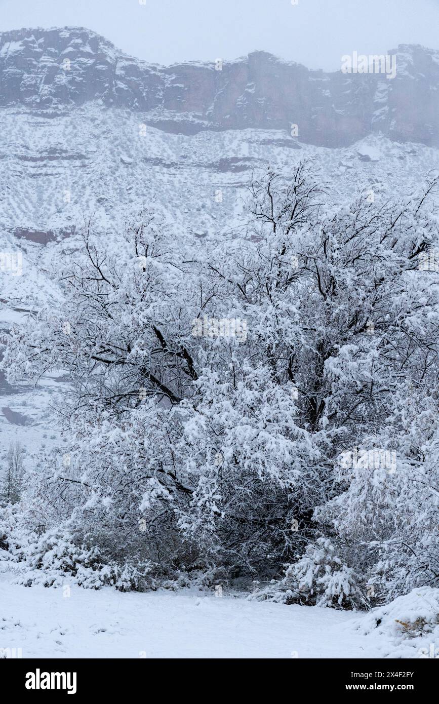 USA, Utah. Winter snowfall in Castle Valley. Stock Photo