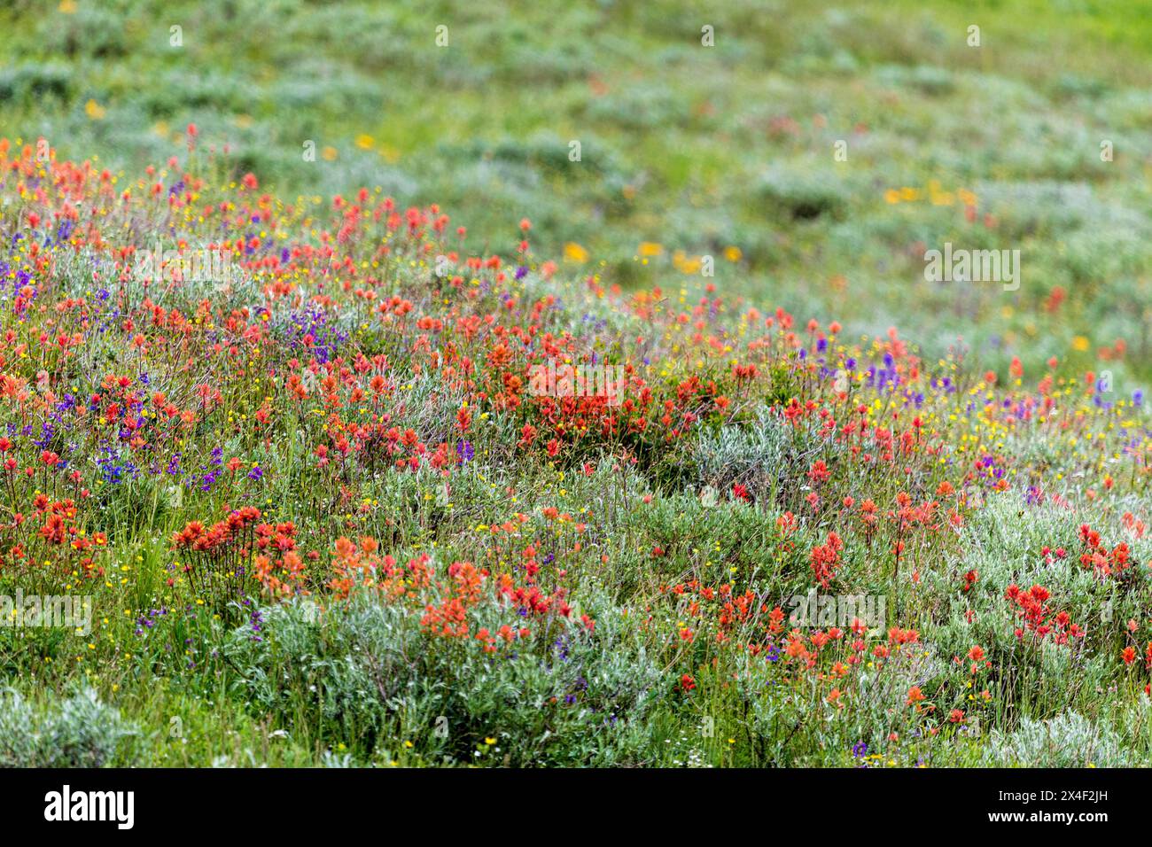 An assortment of wildflowers blanket a hillside in Fish Lake National Forest. Stock Photo