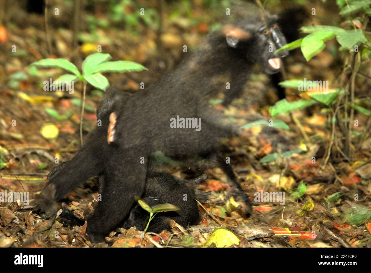 Primate aggressive interaction hi-res stock photography and images - Alamy