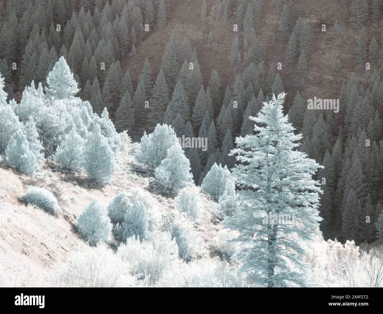 USA, Utah, Logan Pass. Autumn in infrared of fir trees and heavy backlighting Stock Photo