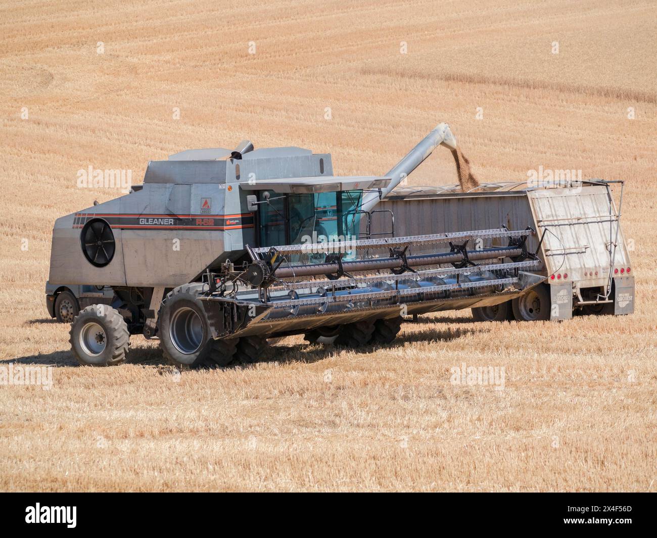 Gray combine unloading harvested wheat into a truck. (Editorial Use Only) Stock Photo