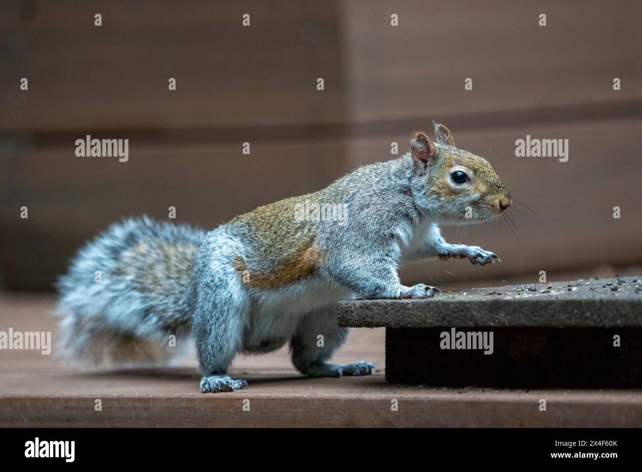 Issaquah, Washington State, USA. Western Grey Squirrel climbing onto a feeding platform of peanuts and birdseed Stock Photo