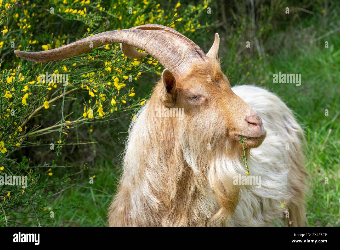 Issaquah, Washington State, USA. A rare heritage breed, golden guernsey billy goat, standing beside a Scotch Broom shrub. (PR) Stock Photo