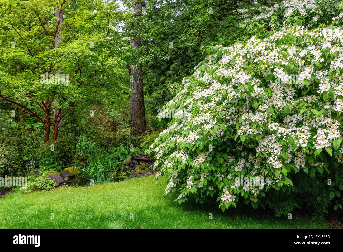 Issaquah, Washington State, USA. Doublefile viburnum shrub, also known as Japanese snowball and summer snowflake in a forested yard. Stock Photo