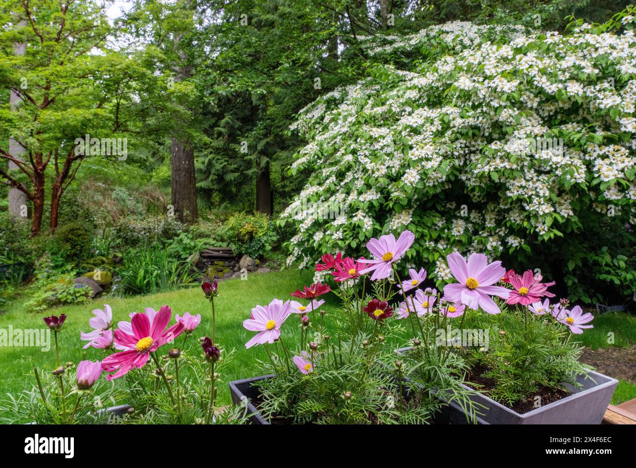 Issaquah, Washington State, USA. Cosmos flowers in pots in foreground and doublefile viburnum shrub in bloom in the background. Stock Photo