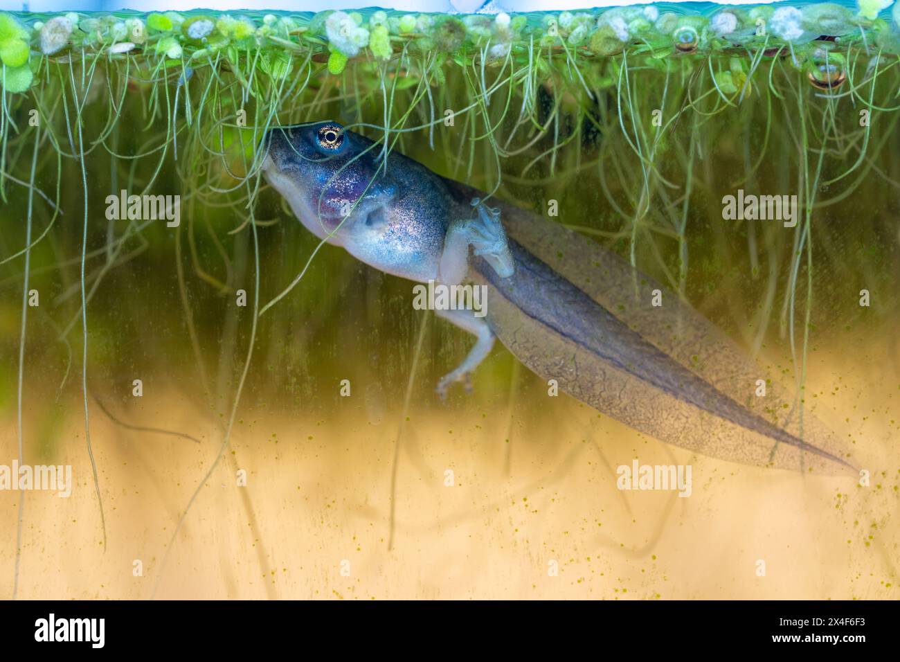 Issaquah, Washington State, USA. Pacific tree frog tadpole with hind legs eating duckweed in an aquarium. Stock Photo