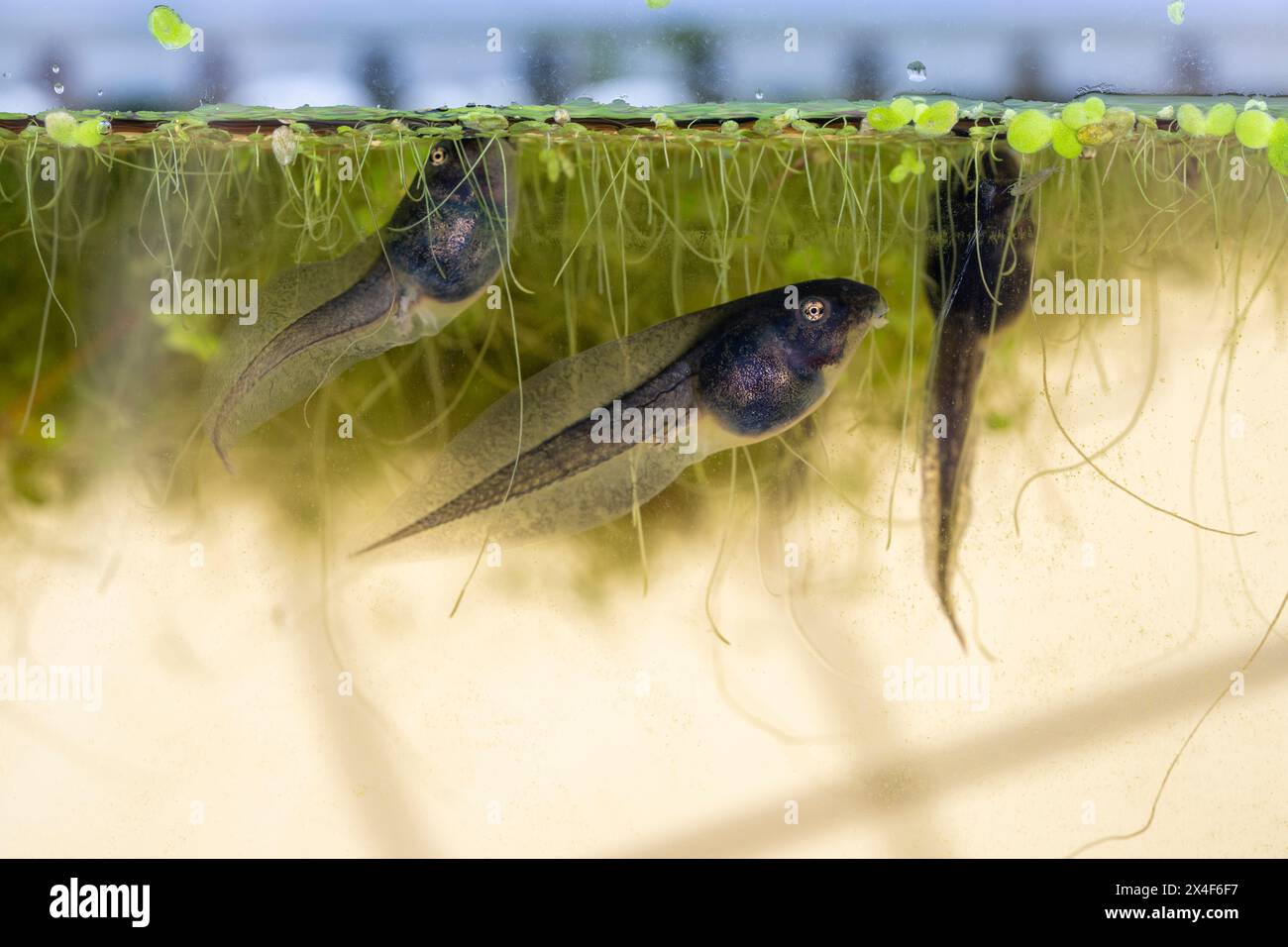 Issaquah, Washington State, USA. Pacific tree frog tadpoles with no ...