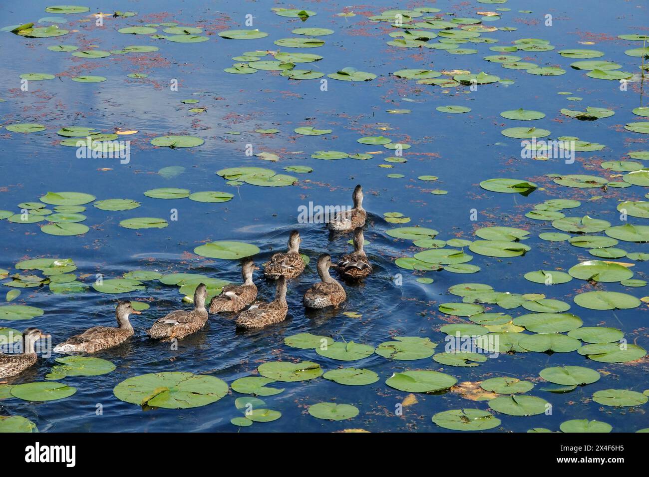 Kirkland, Washington State, USA. Flock of female common mallards swimming in Juanita Bay Park through the lily pads, part of Lake Washington. Stock Photo