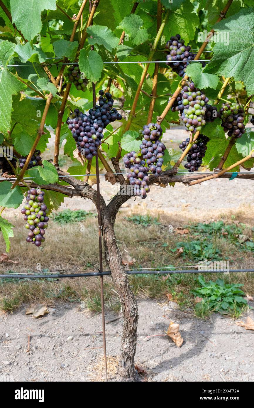 Port Townsend, Washington State, USA. Marechal Foch grapes growing on
