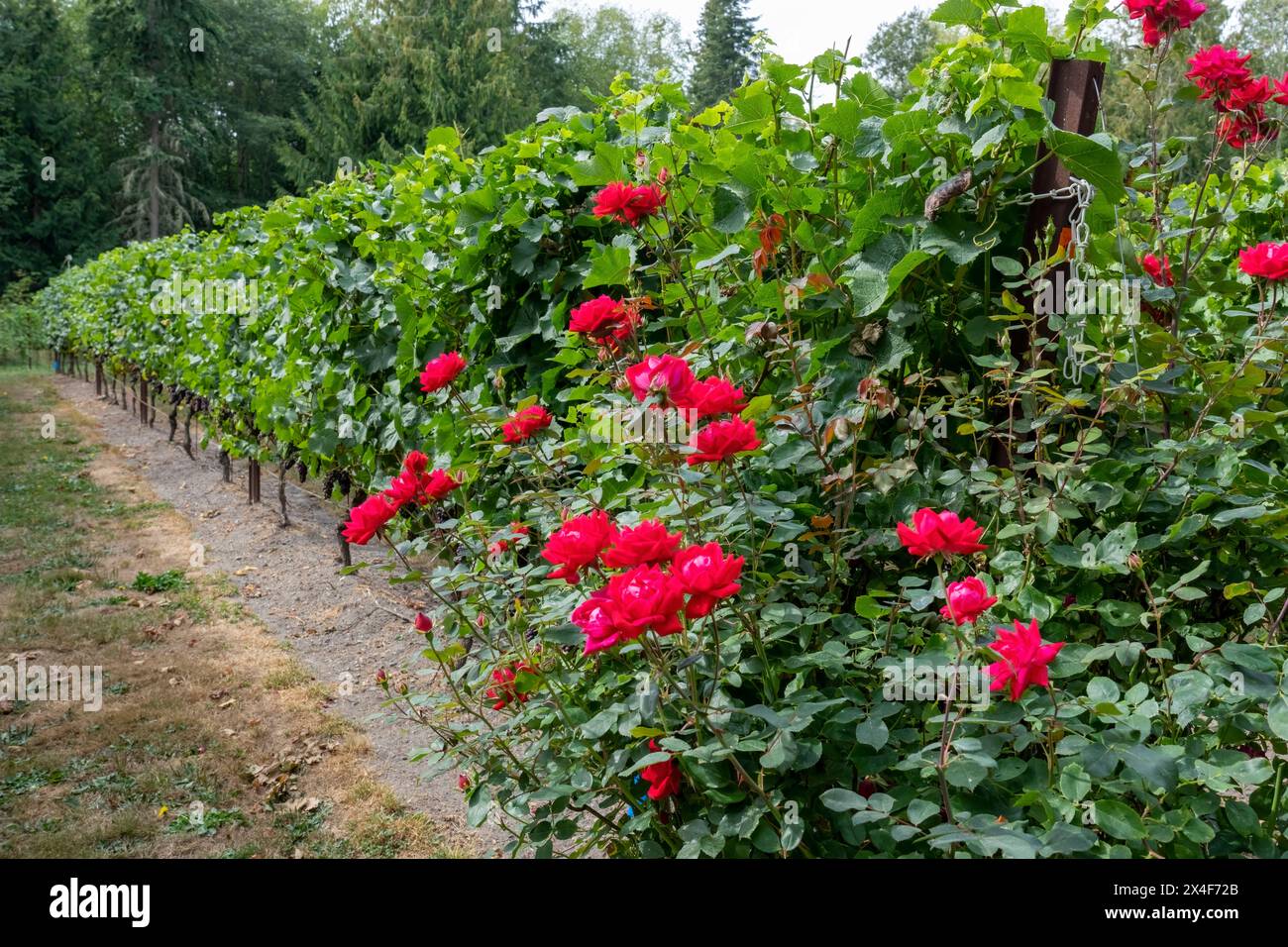 Port Townsend, Washington State, USA. Roses and Marechal Foch grapevine ...