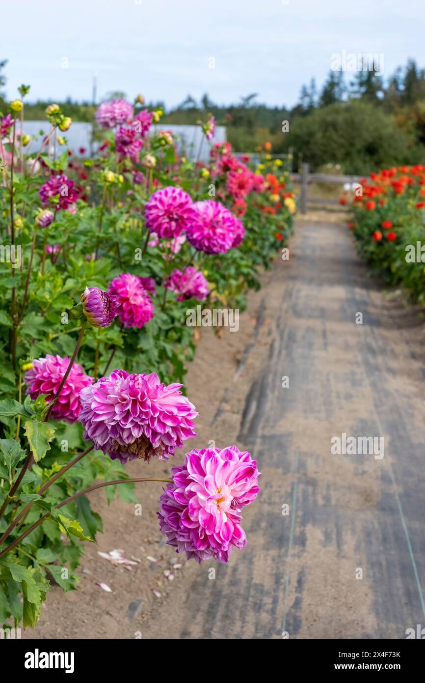 Port Townsend, Washington State, USA. Dahlias growing in a commercial flower garden Stock Photo