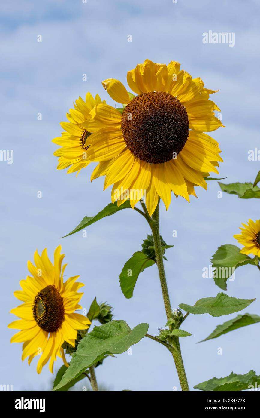 Port Townsend, Washington State, USA. Tall sunflower plants Stock Photo