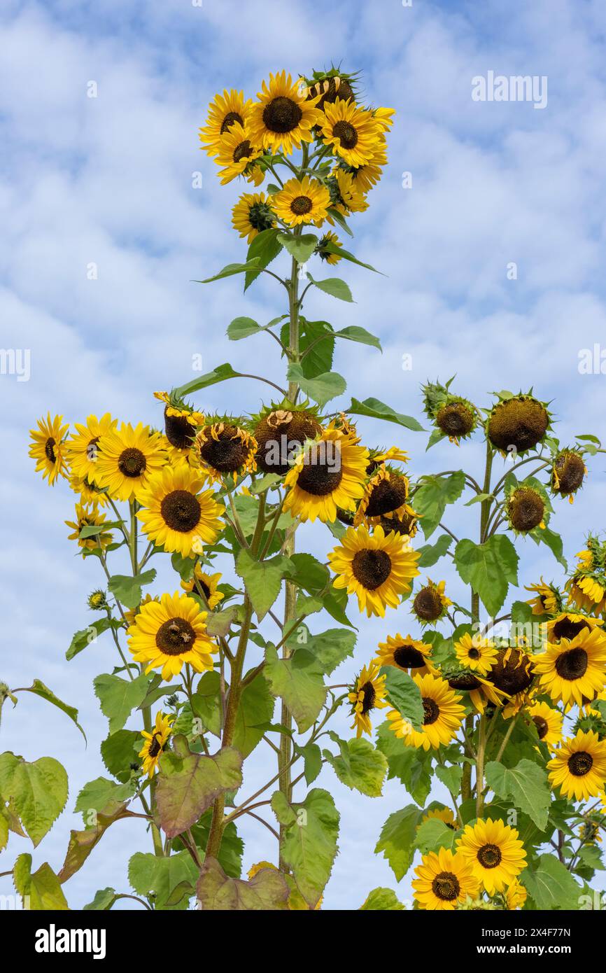 Port Townsend, Washington State, USA. Tall sunflower plants Stock Photo