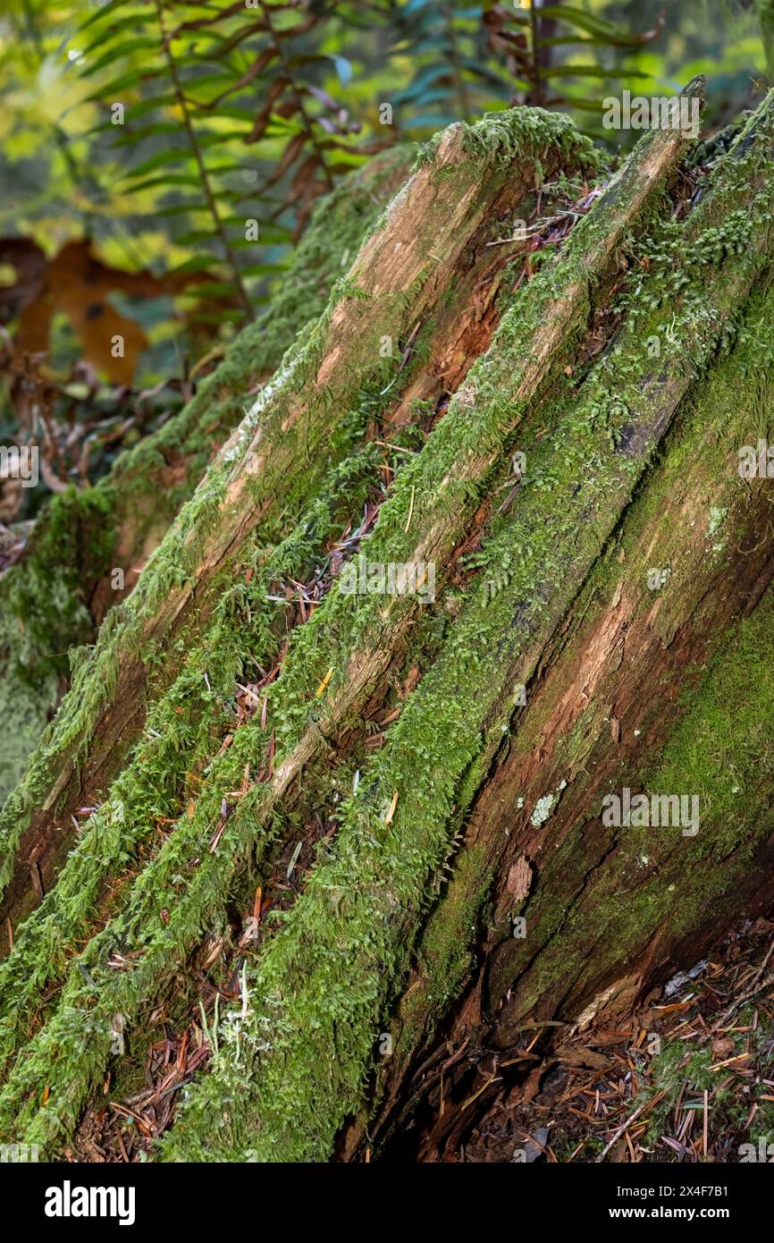 Mirrormont County Park, Issaquah, Washington State, USA. Moss-covered stump with western swordfern in the background in Autumn. Stock Photo