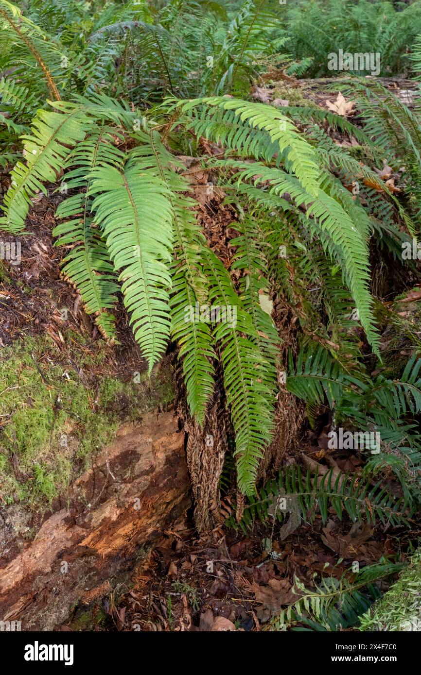 May Valley County Park, Issaquah, Washington State, USA. Moss-covered ...