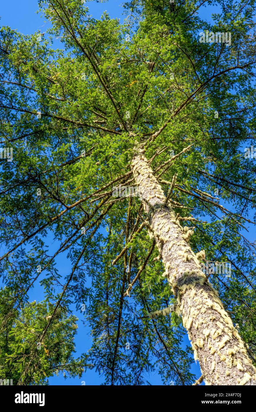 May Valley County Park, Issaquah, Washington State, USA. Looking up at Douglas fir trees. Stock Photo