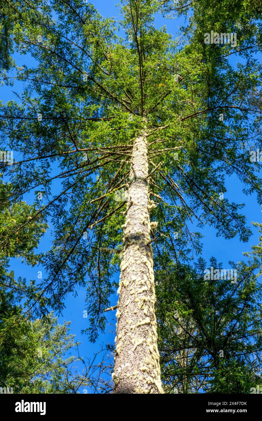 May Valley County Park, Issaquah, Washington State, USA. Looking up at Douglas fir trees. Stock Photo