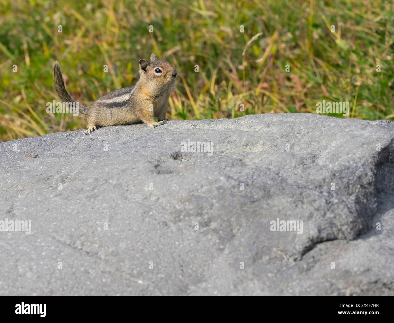 USA, Washington State, Mount Rainier National Park. Golden Mantled Ground Squirrel (Spermophilus lateralis), sitting on rock Stock Photo