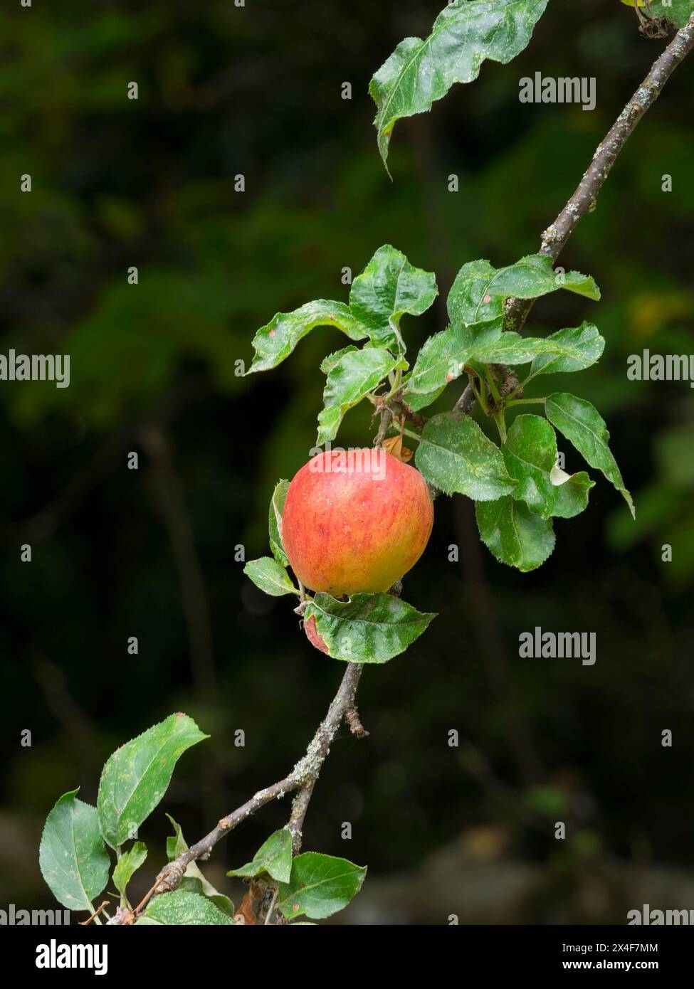 USA, Washington State. Apple and leaves on tree limb Stock Photo