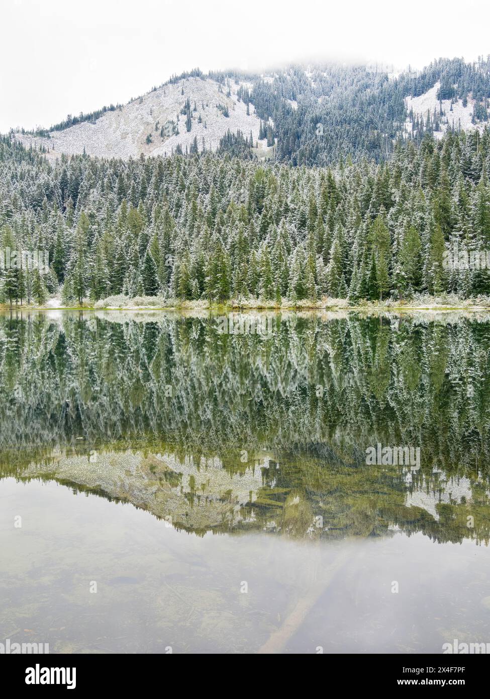 USA, Washington State. Central Cascades, Fir trees with snow reflected in Olallie Lake Stock Photo