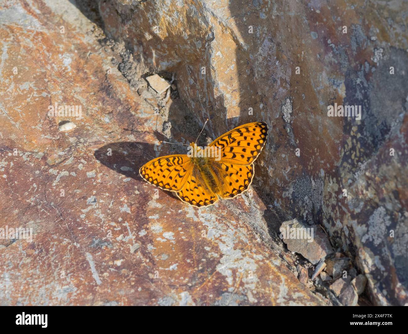 USA, Washington State. Central Cascades, Mormon Fritillary butterfly (Speyeria mormonia), resting on rock Stock Photo