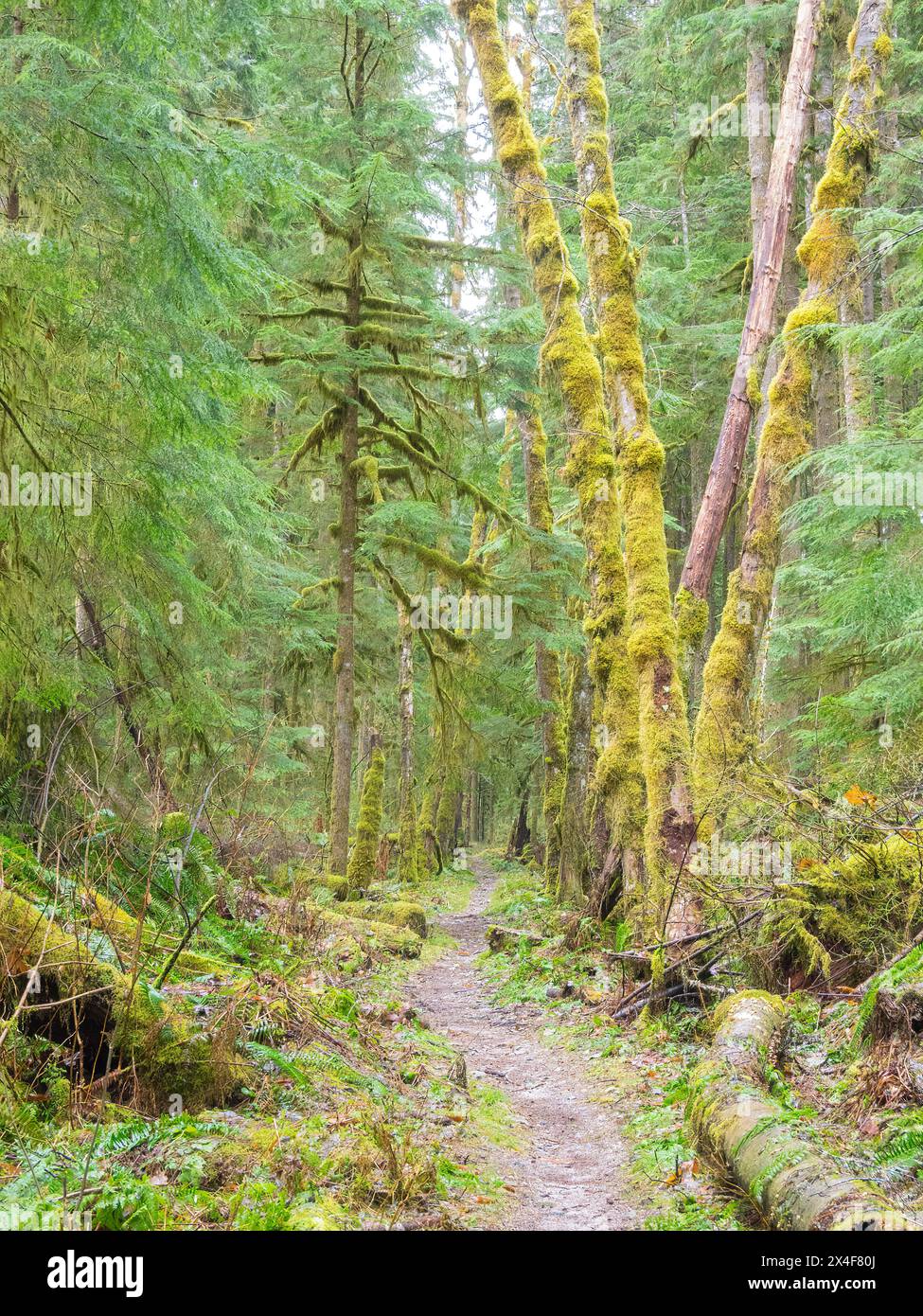 USA, Washington State. Central Cascades, Trail through moss and lichen covered alder and fir trees Stock Photo