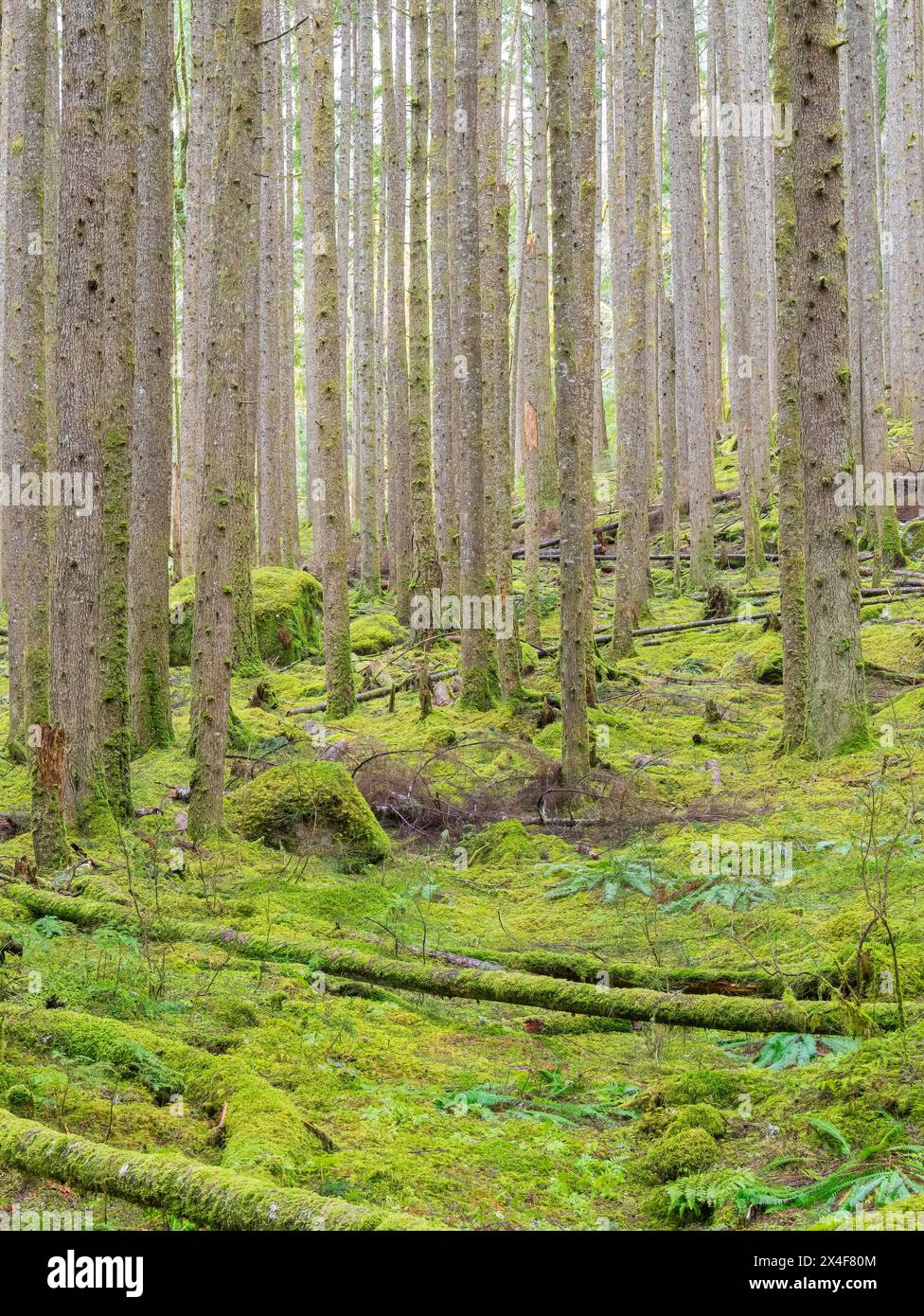 USA, Washington State. Central Cascades, Verdant moss covered understory in hemlock tree forest Stock Photo