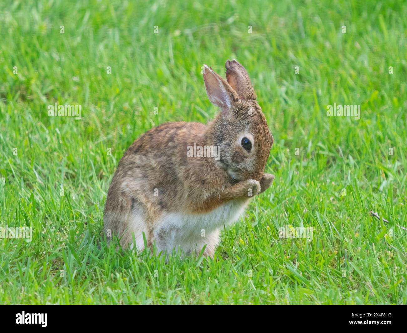 Rubbing nose hi-res stock photography and images - Alamy