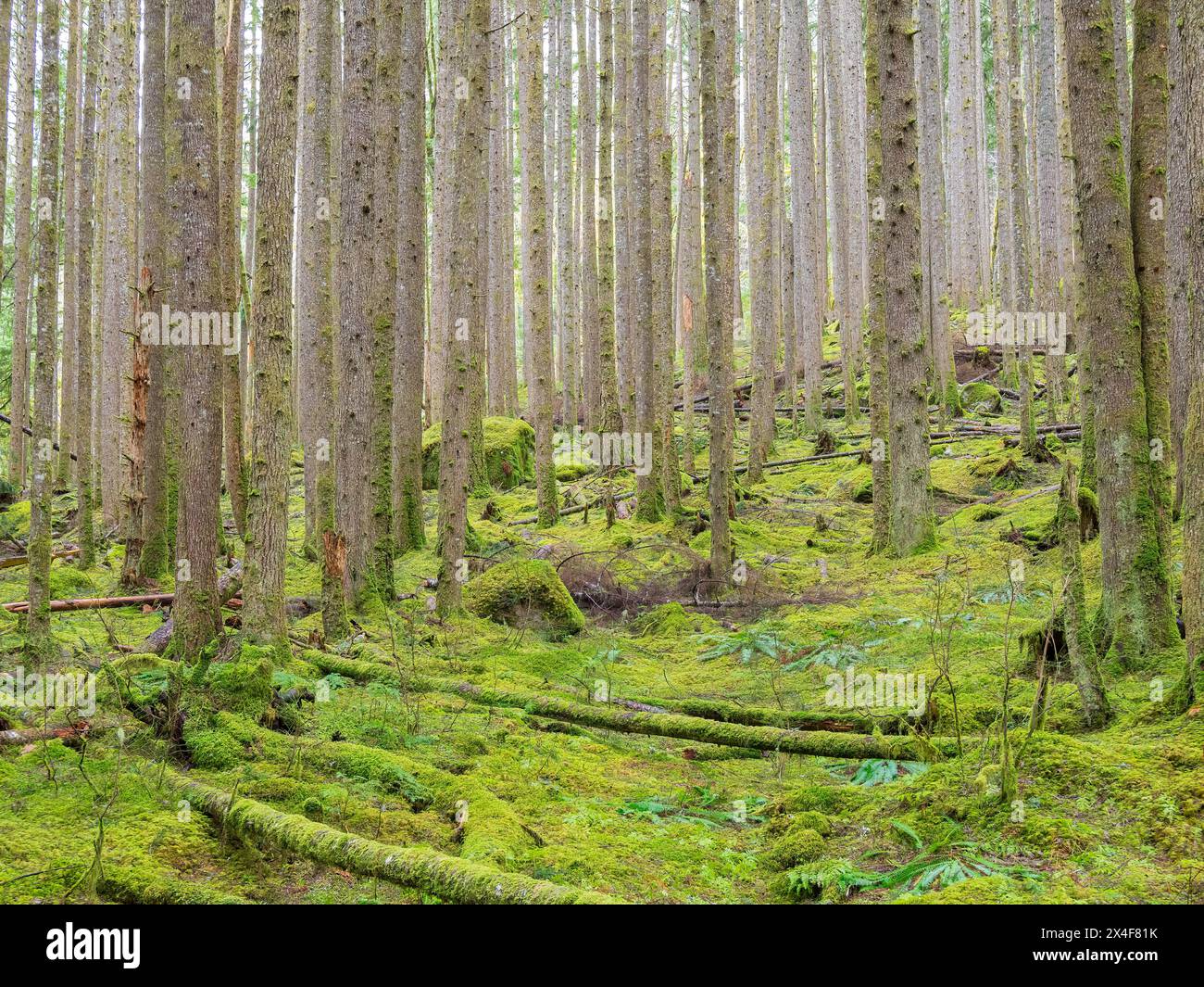 USA, Washington State. Central Cascades, Verdant moss covered understory in hemlock tree forest Stock Photo