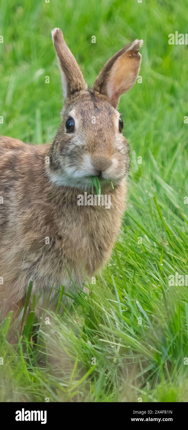 USA, Washington State. Eastern Cottontail Rabbit eating grass, close-up Stock Photo