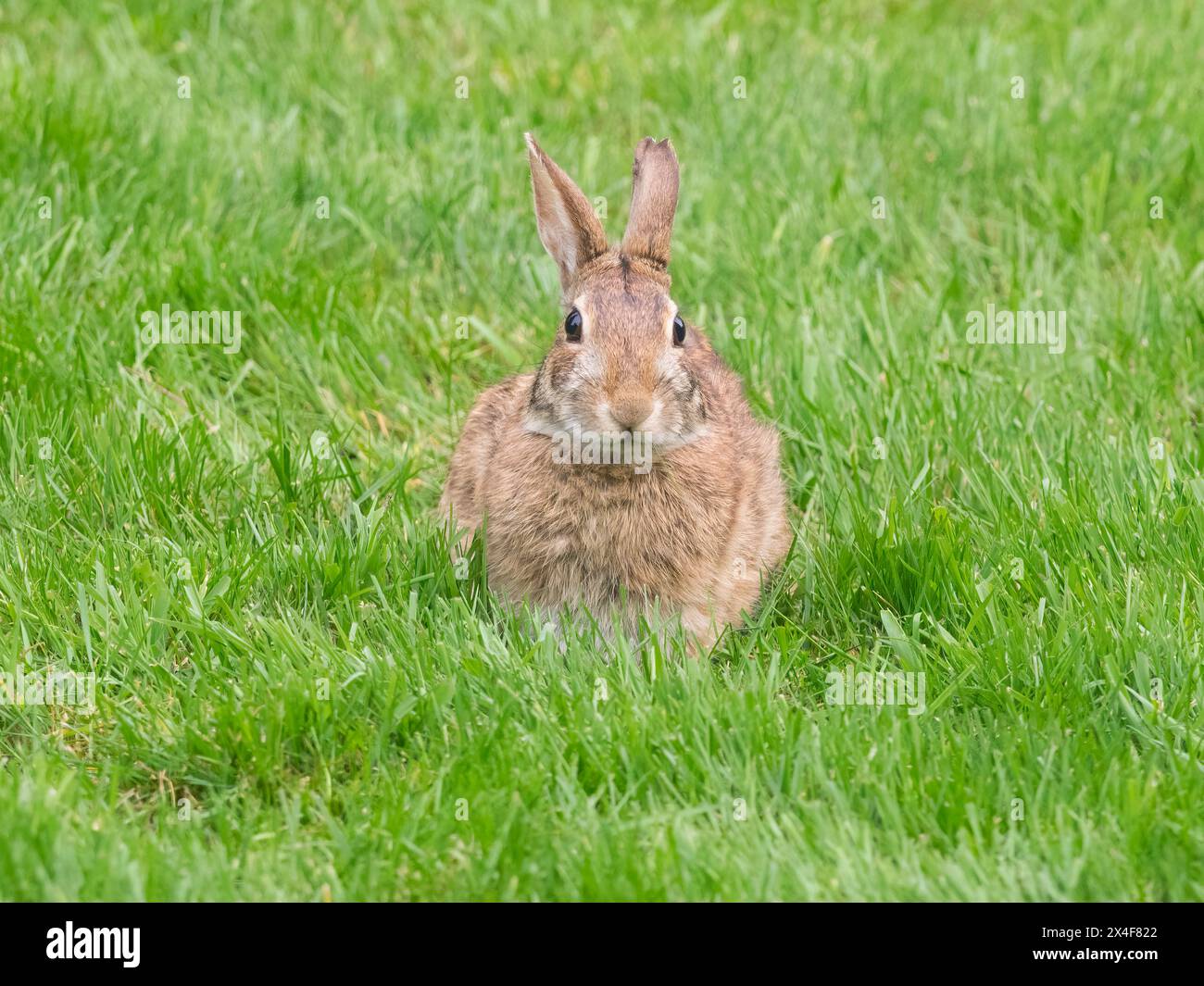 USA, Washington State. Eastern Cottontail Rabbit sitting in grass Stock Photo