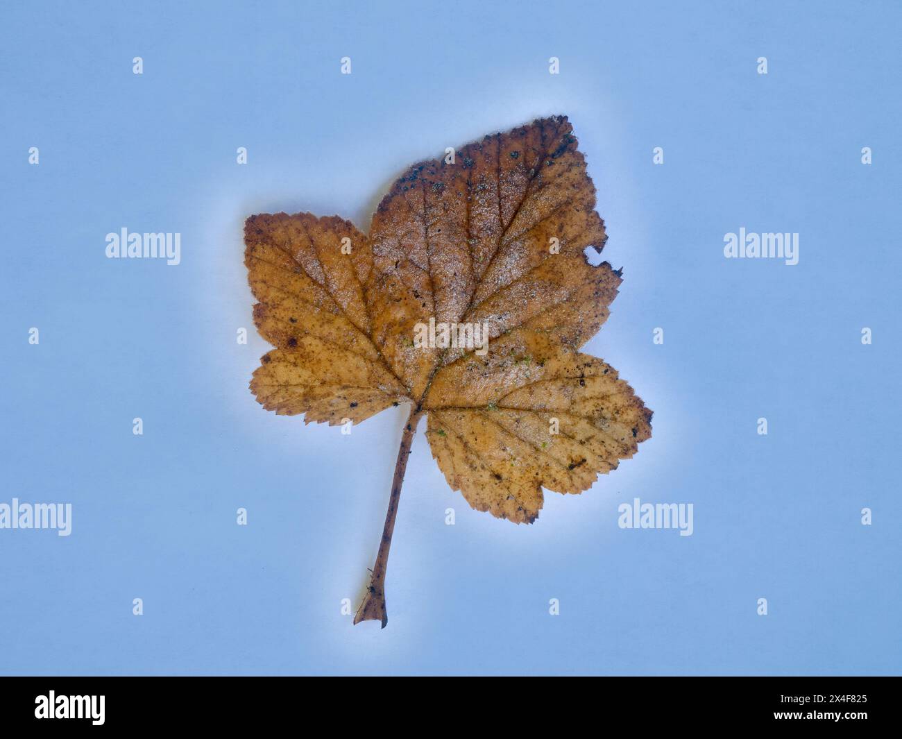 USA, Washington State. Frosted maple leaf with blue background still-life Stock Photo