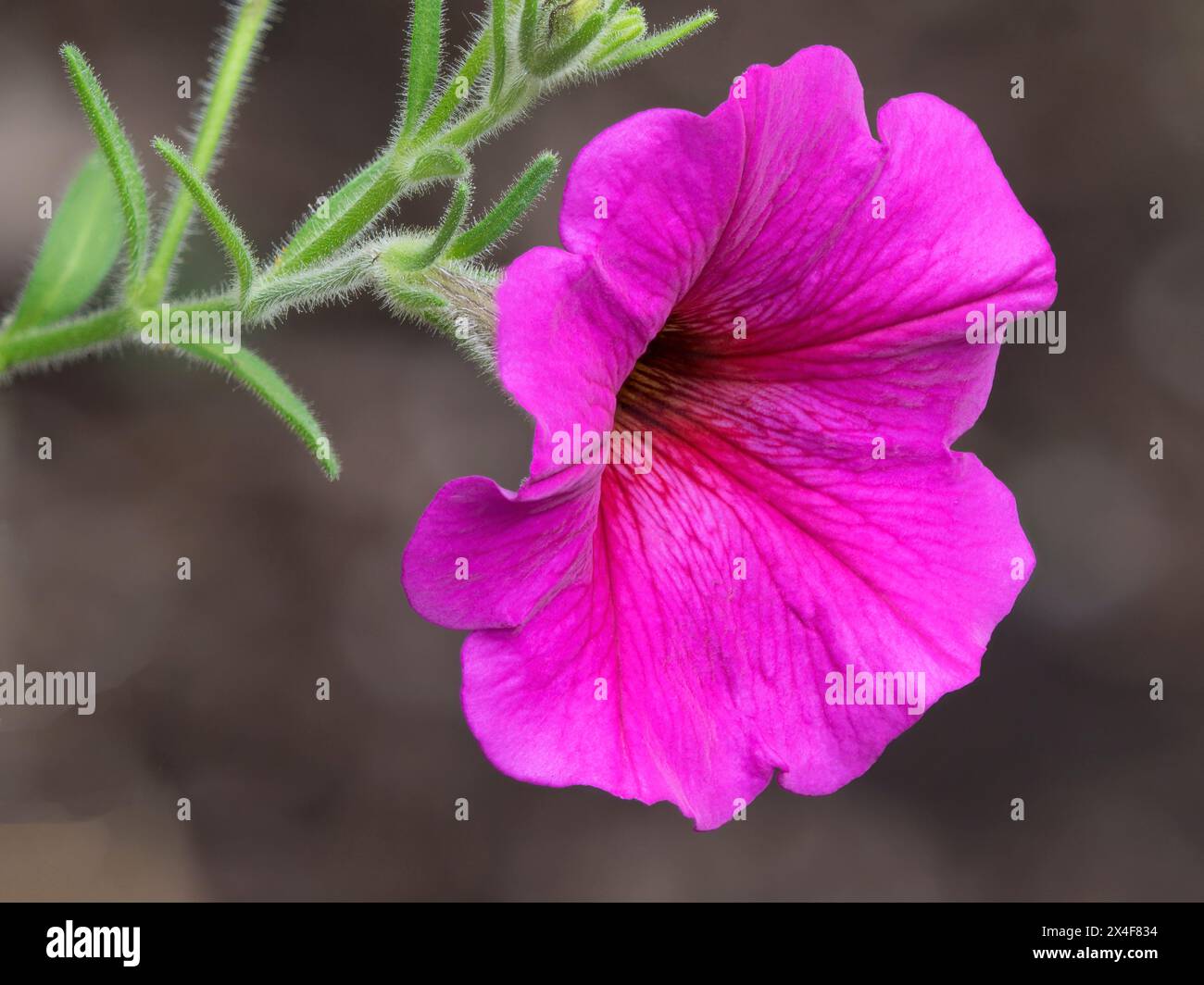 USA, Washington State. Petchoa flower Stock Photo