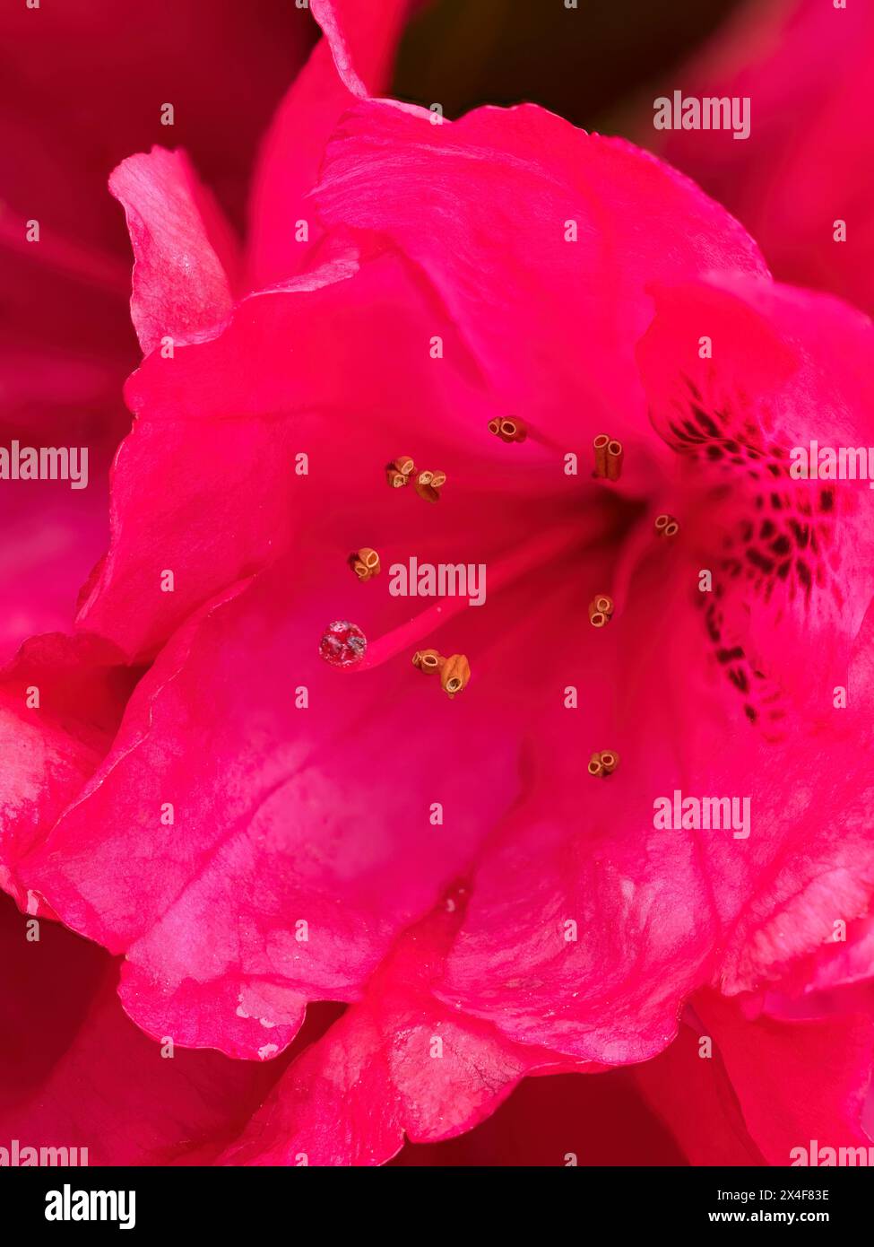 USA, Washington State. Rhododendron flower Stock Photo