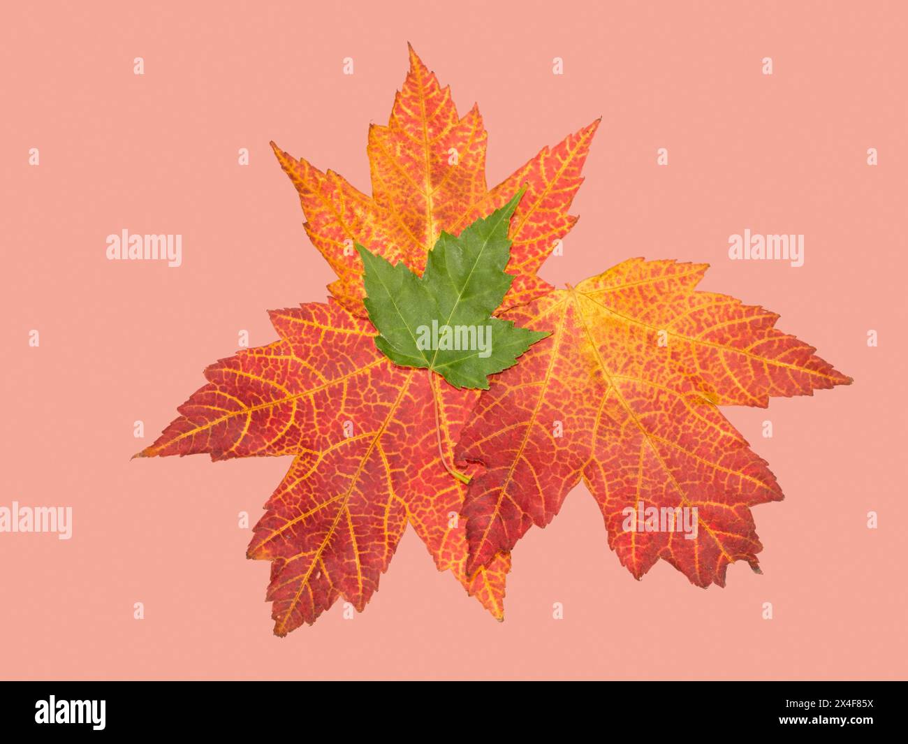 USA, Washington State. Still-life of maple leaves on rose colored background Stock Photo