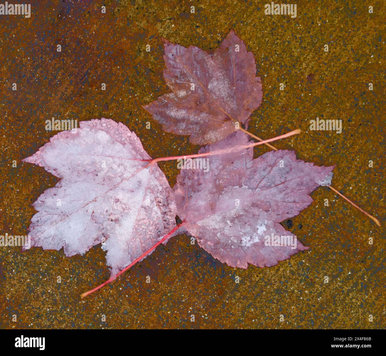 USA, Washington State. Three fallen maple leaves covered with ice and snow Stock Photo