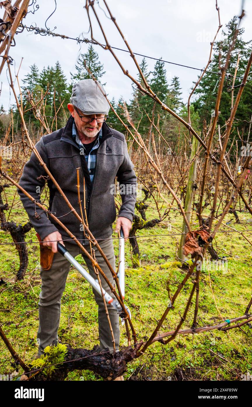 USA, Washington State, Langley. Vineyard crew performs winter pruning in vineyard. (Editorial Use Only) Stock Photo