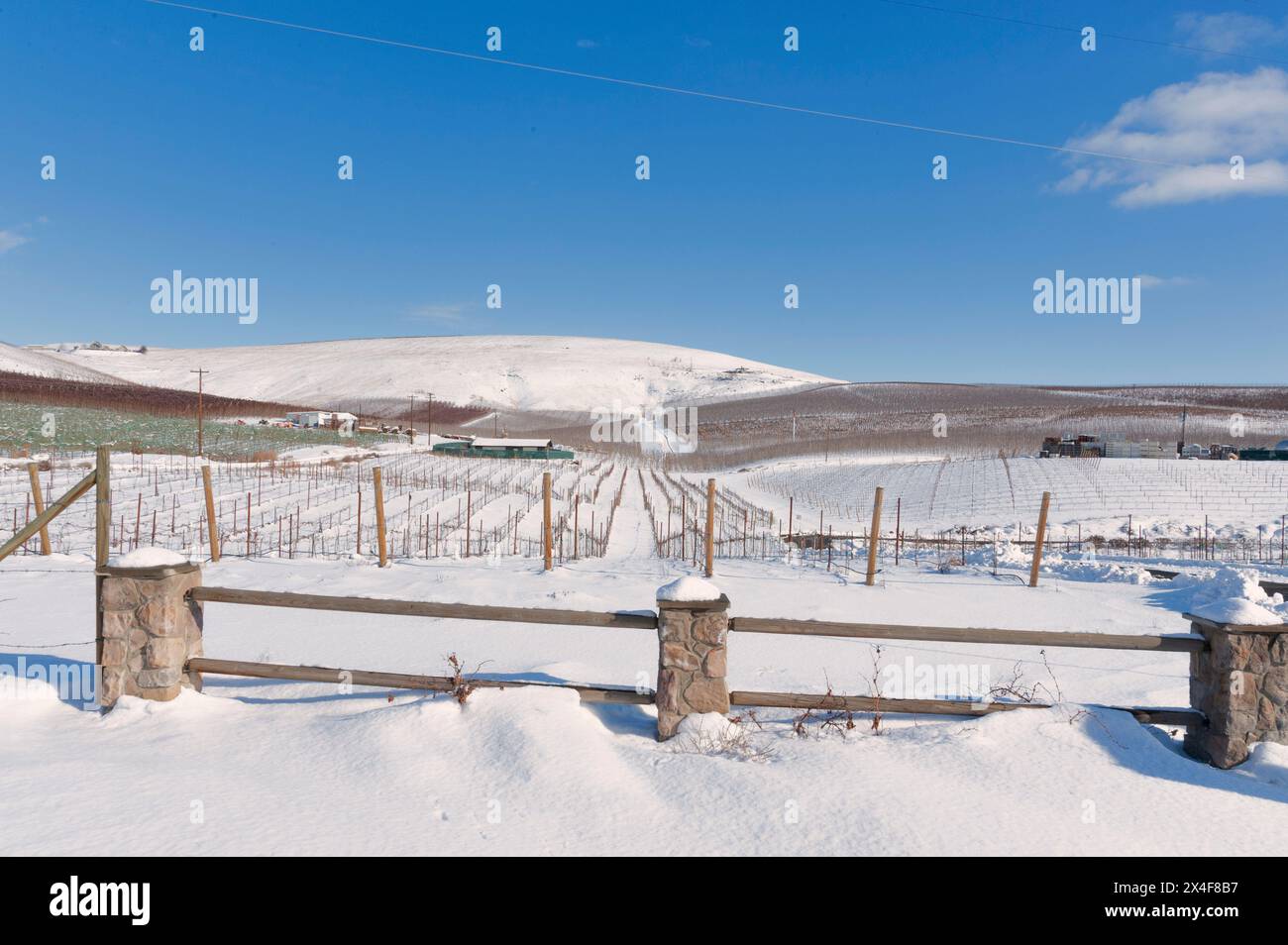 USA, Washington State, Zillah. Winter snow on vineyard and barn in Yakima Valley. Stock Photo