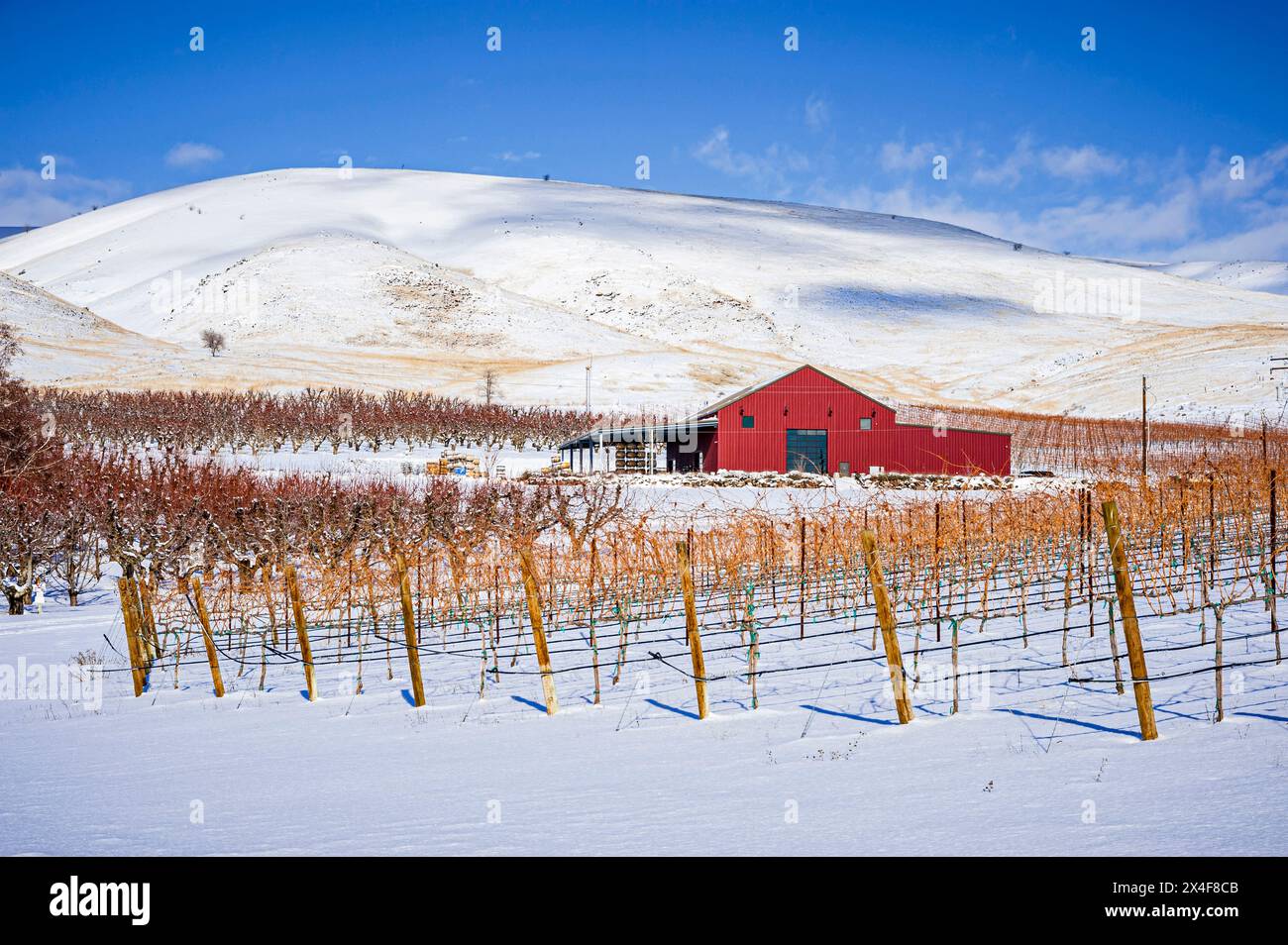 USA, Washington State, Zillah. Winter snow on vineyard and red barn in Yakima Valley. (Editorial Use Only) Stock Photo
