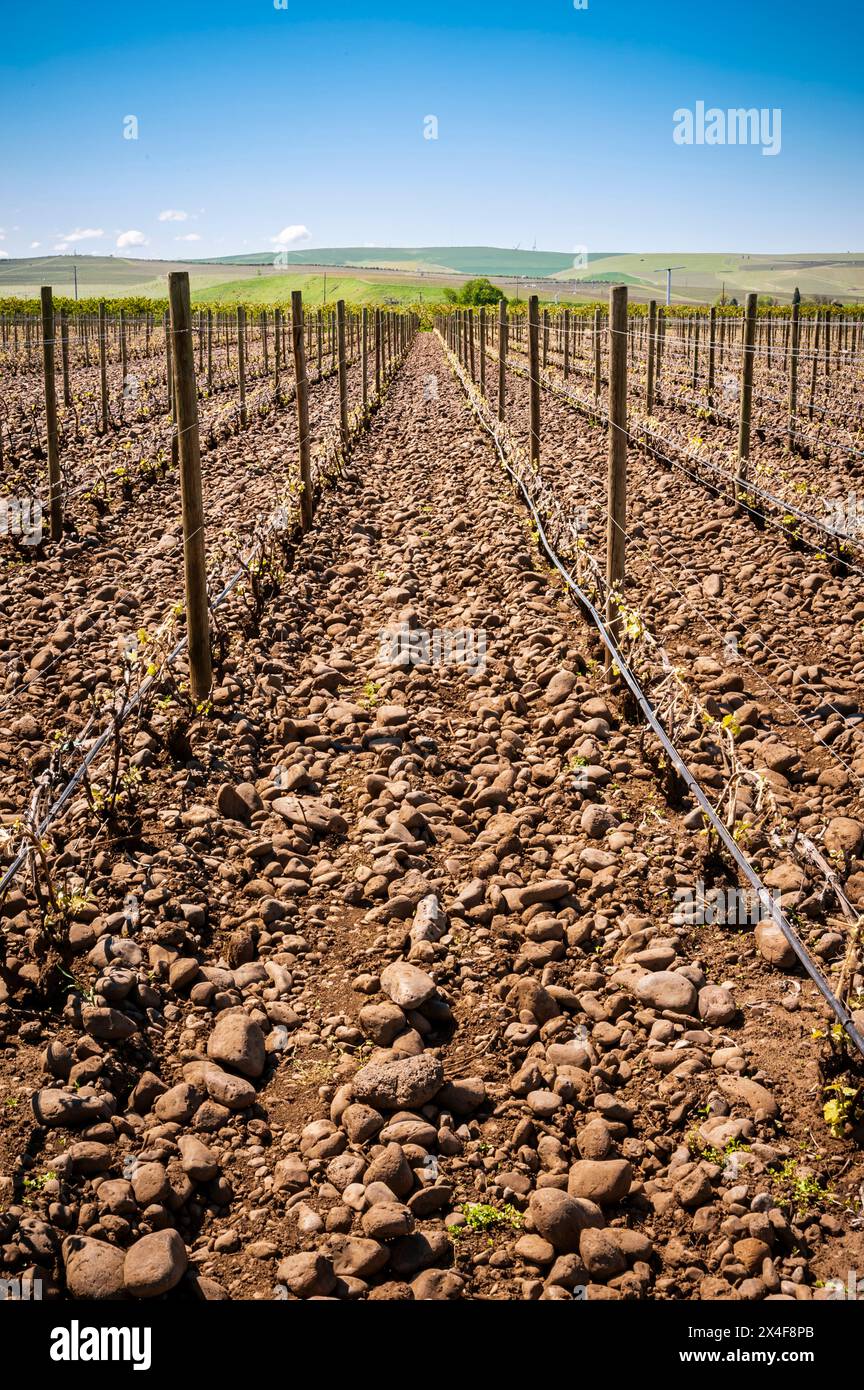 USA, Washington State, Walla Walla. Vineyard grows grapes in the famed Rocks district. Stock Photo