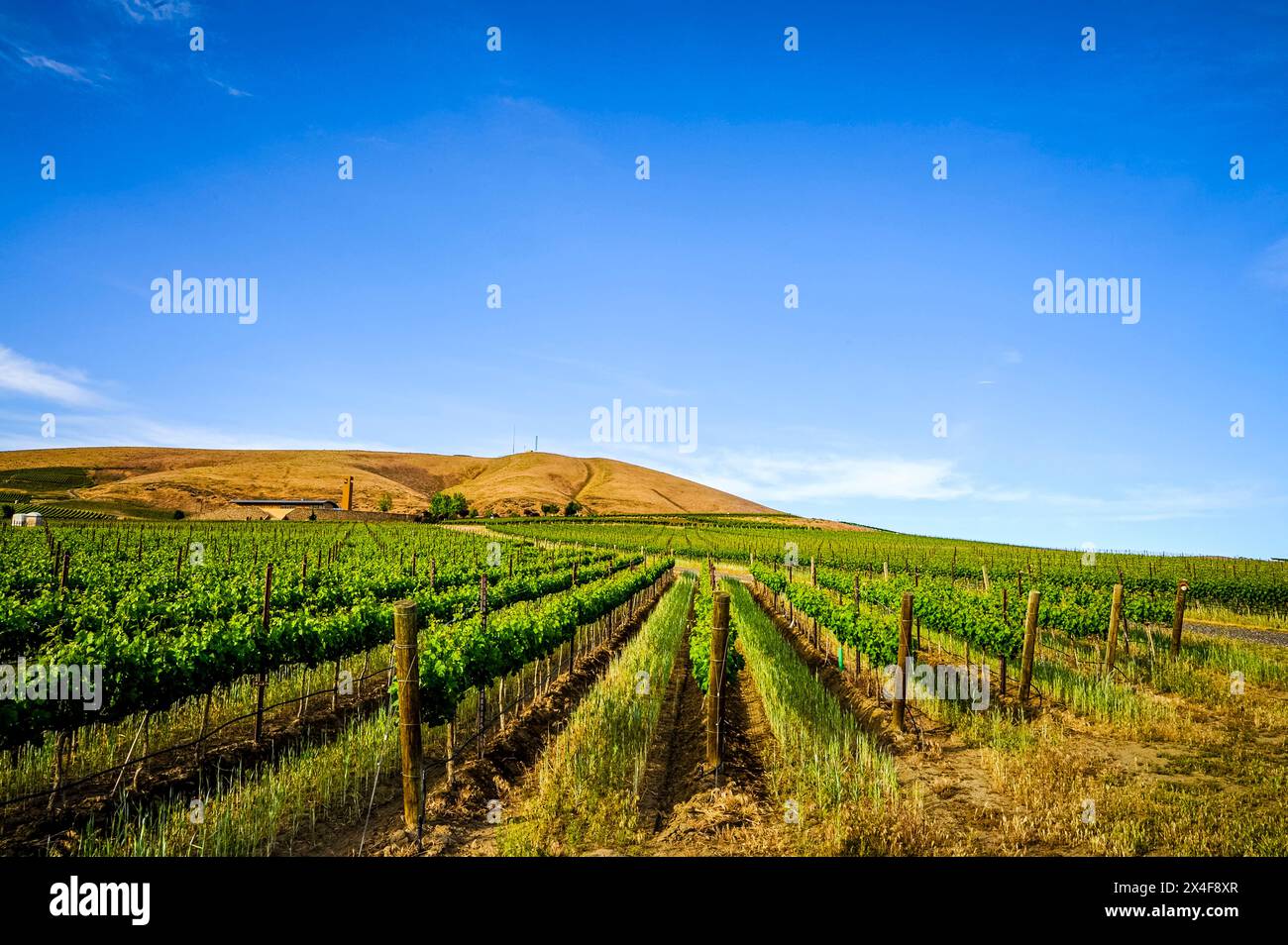USA, Washington State, Yakima Valley. Spring light on Col Solare winery and vineyard on Red Mountain. (Editorial Use Only) Stock Photo