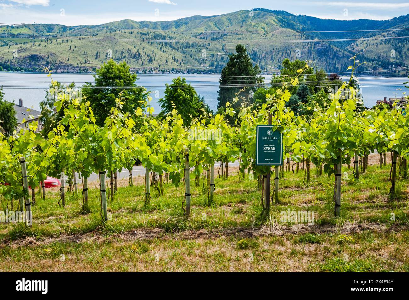 USA, Washington State, Lake Chelan. The row of syrah in the Cairdeas estate vineyard benefits from the cool breeze off Lake Chelan. (Editorial Use Onl Stock Photo