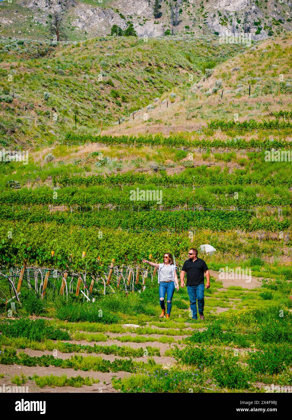 USA, Washington State, Lake Chelan. Brock and Erica Lindsay, owners of Succession Winery, inspect Antoine Creek Vineyard near Lake Chelan. (Editorial Stock Photo