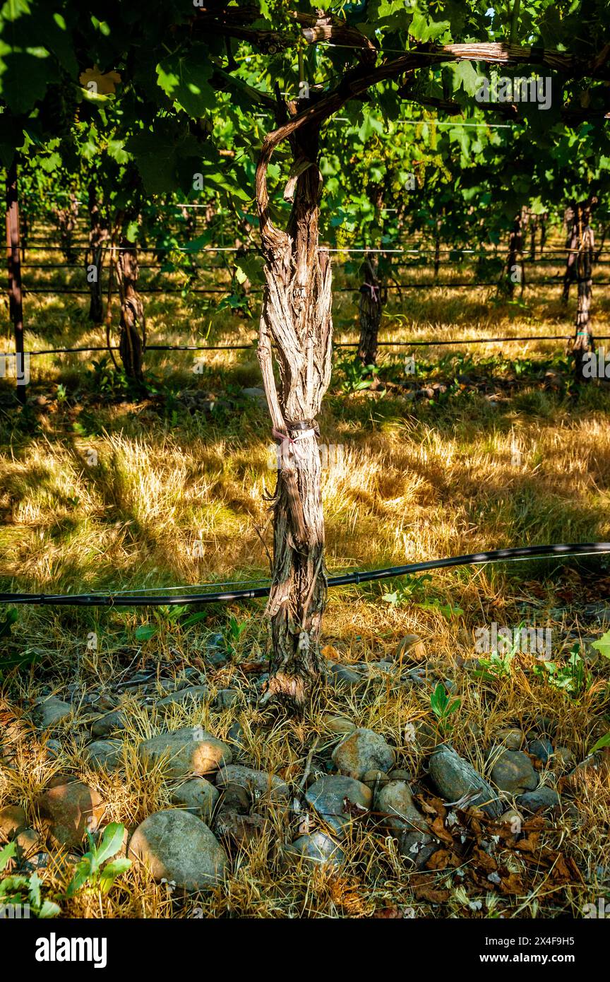 Saviah cellars hires stock photography and images Alamy