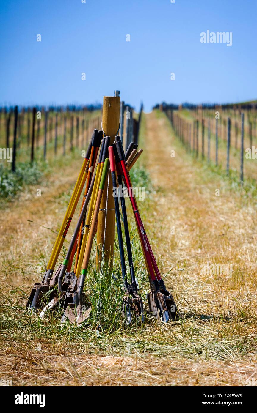 USA, Washington State, Walla Walla. Tools of the vineyard crews ready for spring work. Stock Photo