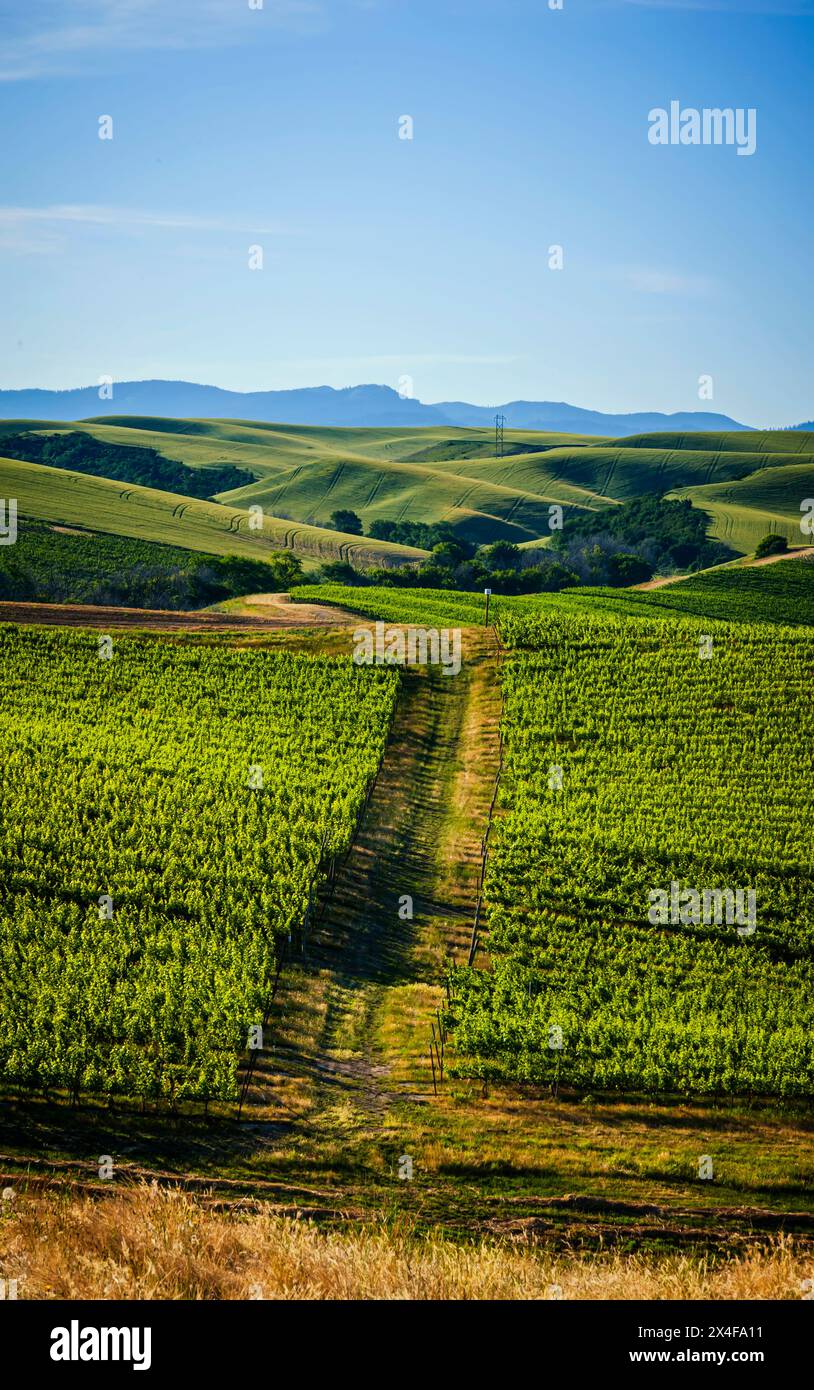 USA, Washington State, Walla Walla. The estate vineyard of Spring Valley Vineyard is bordered by historic wheatfields north of Walla Walla. (Editorial Stock Photo