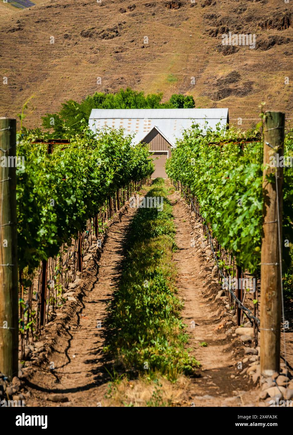Resurgent Vineyard is part of the expanding Rocks district in the Walla ...