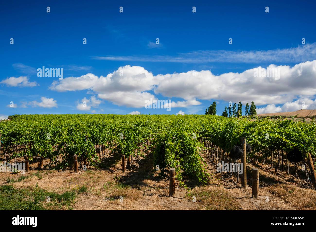 USA, Washington State, Red Mountain. Summer sparks growth in Ambassador's estate vineyard. (Editorial Use Only) Stock Photo